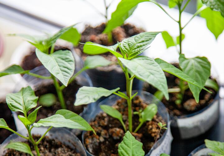 Главная ошибка в уходе за рассадой