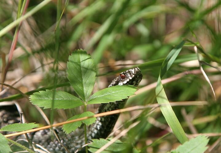 Серпентологи рассказали, как вести себя, чтобы не провоцировать змей