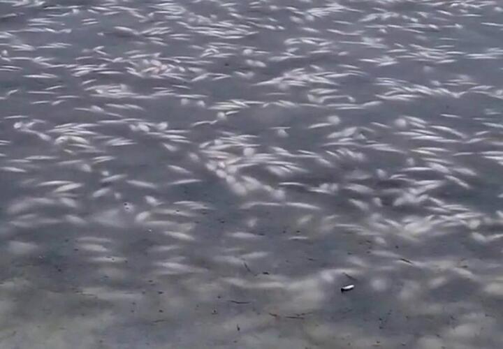 Десятки тонн рыбы погибли в реке Ея в Краснодарском крае  — власти бездействуют