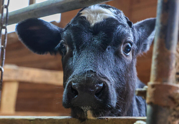 Фермерское хозяйство в Краснодарском крае использовало инфицированных животных для воспроизводства стада