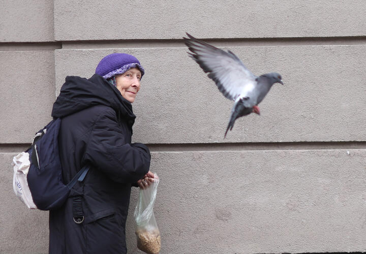 Где нельзя кормить голубей, чтобы не получить штраф до 5000