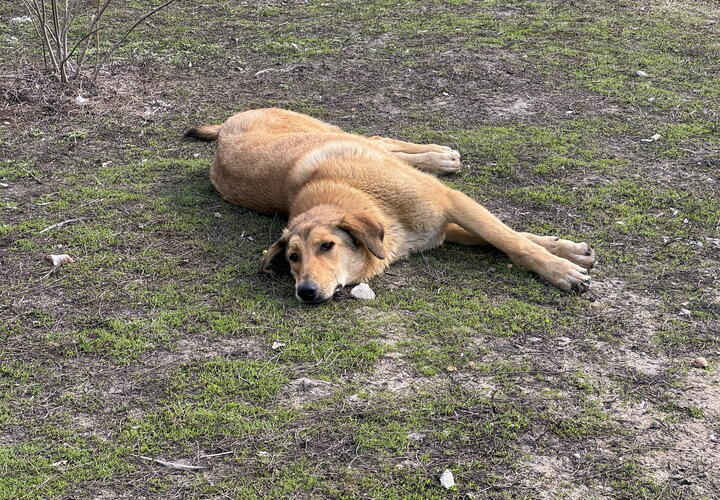 Какой-то ненормальный расстреливает собак из арбалета в Новороссийске