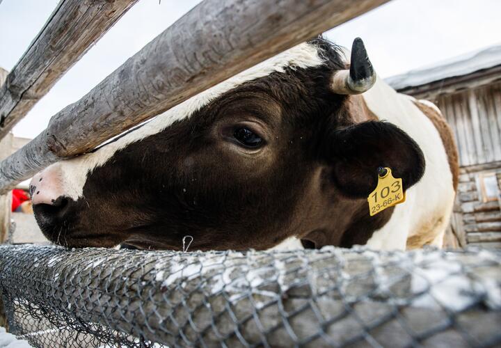 В организме коров появляются опухоли