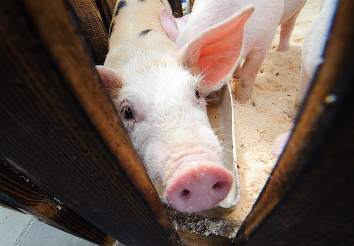 На Кубани остановили фургон со свиньями непонятного происхождения