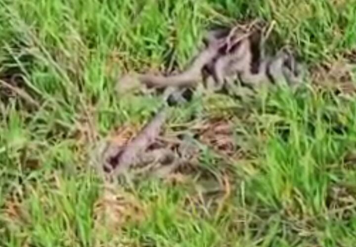 «Наши подружки уже повылазили»: жители Ейска сообщают о нашествии огромных змей