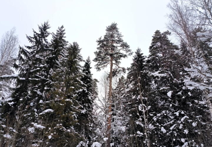 Нашла подземное убежище и стала отшельницей: уроженка Кубани добровольно поселилась в пещере в диком лесу, чтобы молиться 
