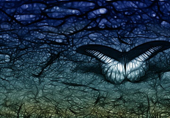 Новый вид бабочки обнаружили в России