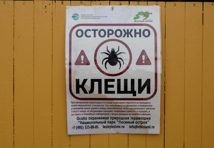 Они специально преследуют человека: клещи-мутанты быстро распространяются по Краснодарскому краю