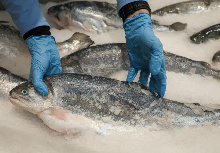 Тест на свежесть рыбы