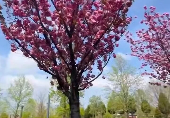 Появился сервис, который называет точную дату цветения сакуры в парке Галицкого