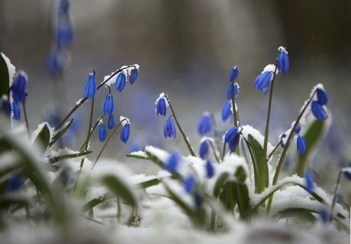 Подснежники