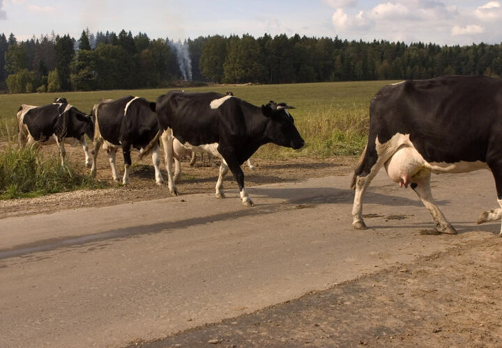 Шокирующее ДТП в Сочи: автомобиль сбил стадо коров, водитель сбежал