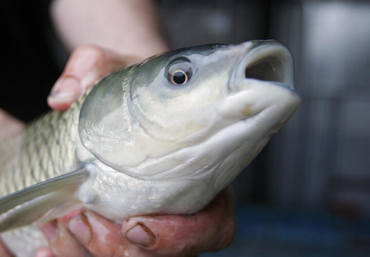 13-летний ростовчанин вытащил сазана-гиганта