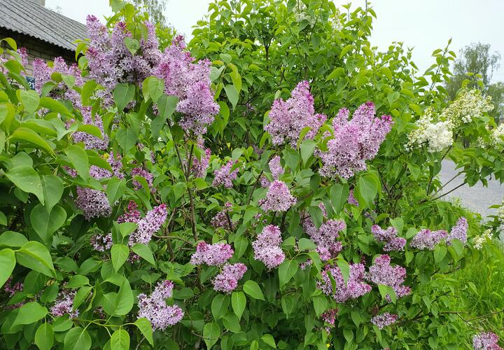 Какая погода ожидает краснодарцев и жителей черноморского побережья