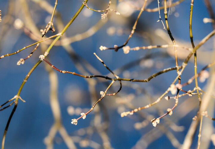В ряде городов фиксируют высокий уровень концентрации аллергенов