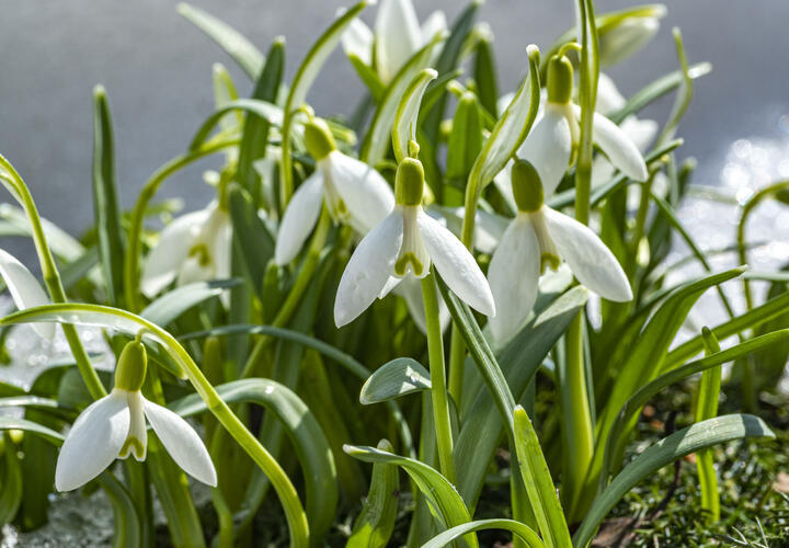 Сорвал цветок — попал под статью: россиянам напомнили о наказании за сбор первоцветов. На Кубань пришла настоящая весна 