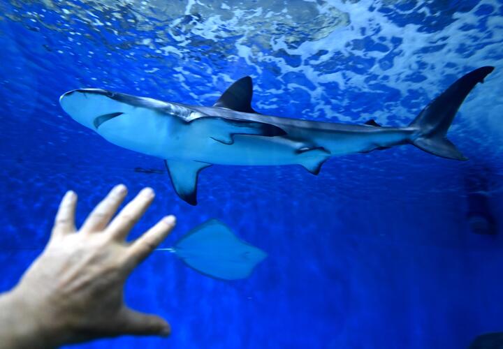 Акула в океанариуме