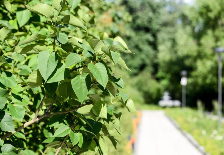 О подробностях рассказал мэр города Евгений Наумов