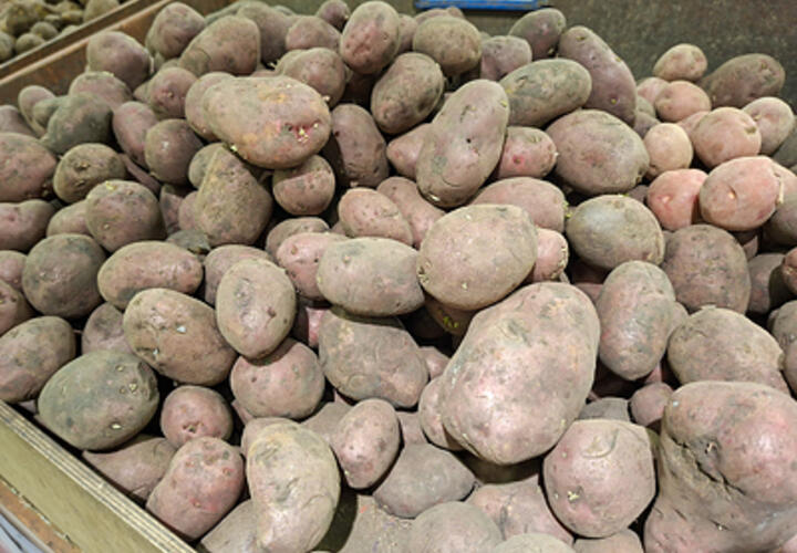 В Краснодарский край завезли импортный картофель с опасными насекомыми
