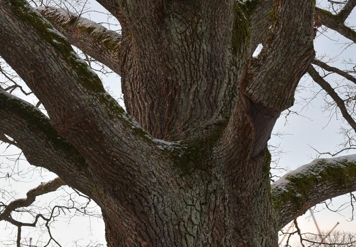 В Сочи обследовали старейший дуб размером с 10-этажный дом