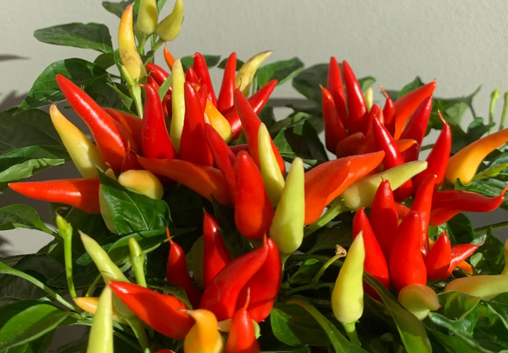 Возле дома твоего… огород не разводи: внушительный штраф грозит россиянам, решившим «похозяйничать» в общем дворе