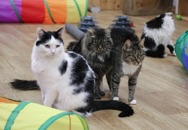 Почему никто не обратил внимания на зловонный смрад?