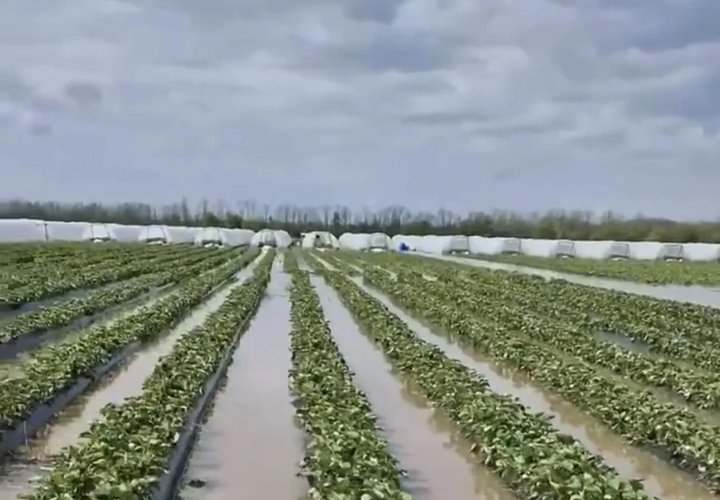 2500 за килограмм: дожди потопили клубничные плантации на Кубани. Этим летом лакомство позволят себе только богачи?