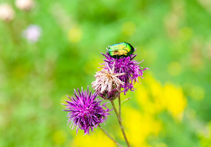 Антициклон принёс в Краснодарский край долгожданное тепло
