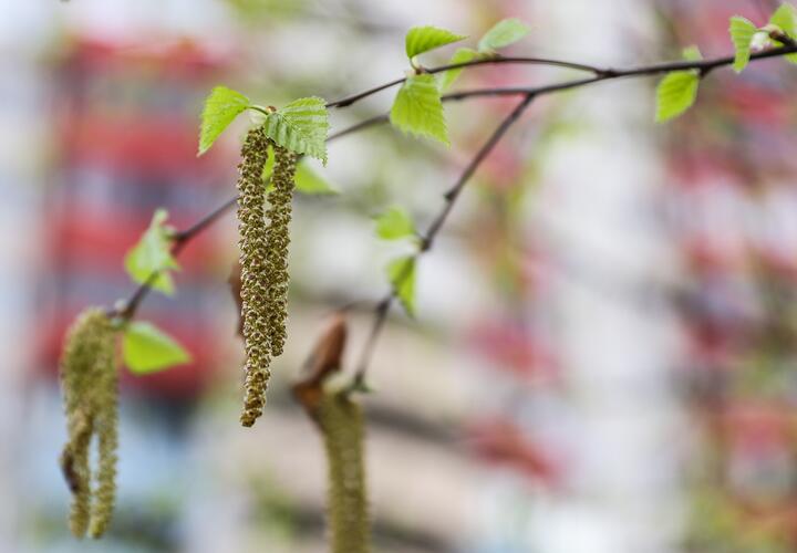 Березовые почки