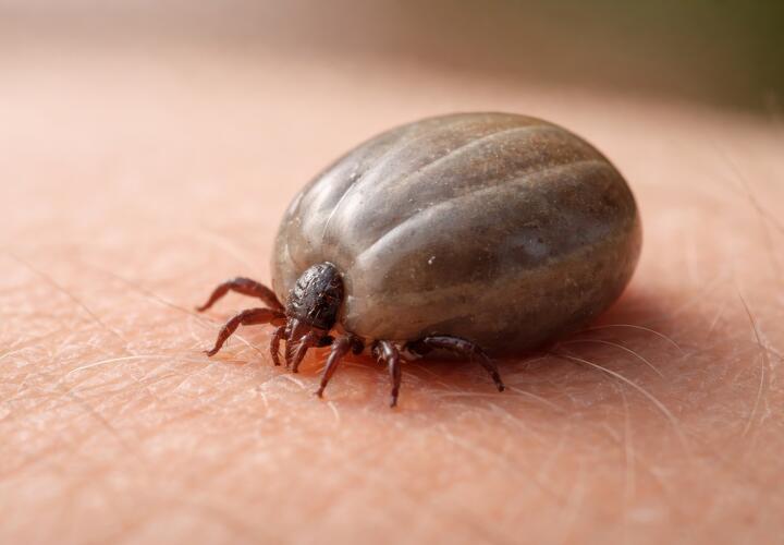 Что ни в коем случае нельзя делать при укусе клеща? Уберите масло в сторону