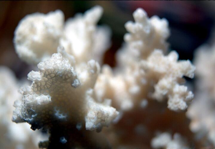 Вместо морских сокровищ путешественники получили административные дела