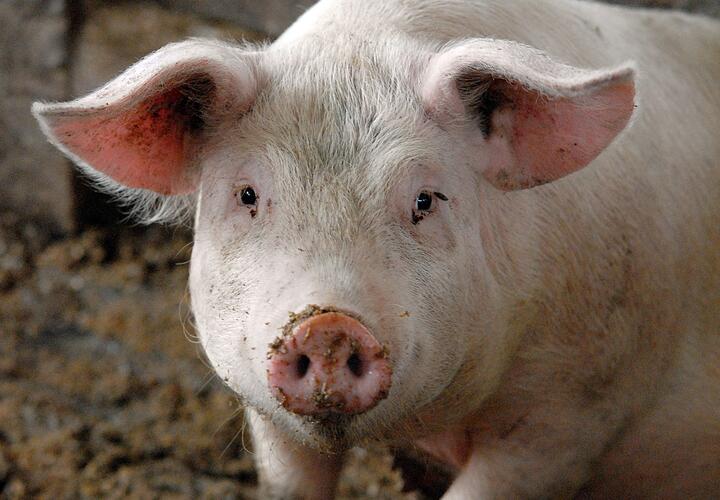 Свинья на ферме