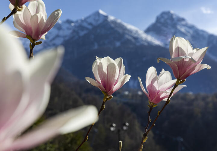 Цветы, похожие на птиц: редкая бруклинская магнолия зацвела в Сочи