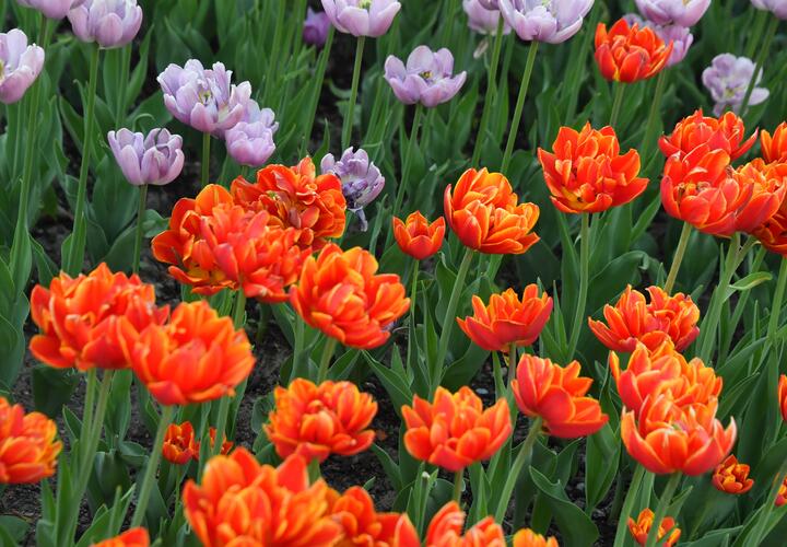 Патрули усилили контроль, а жителей просят не покупать букеты с трасс