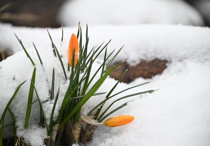 Цветы в снегу