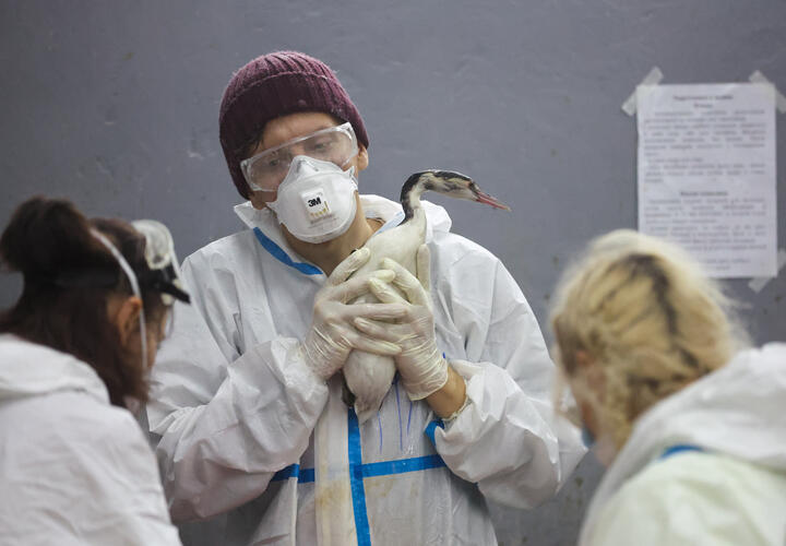 На помощь пернатым съезжаются добровольцы со всей страны