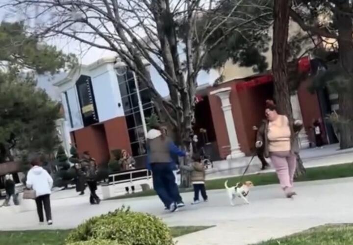 Фекалии в лицо: в Геленджике девушка швырнула экскременты в хозяйку собаки