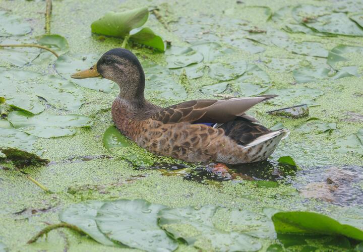 Утка в пруду