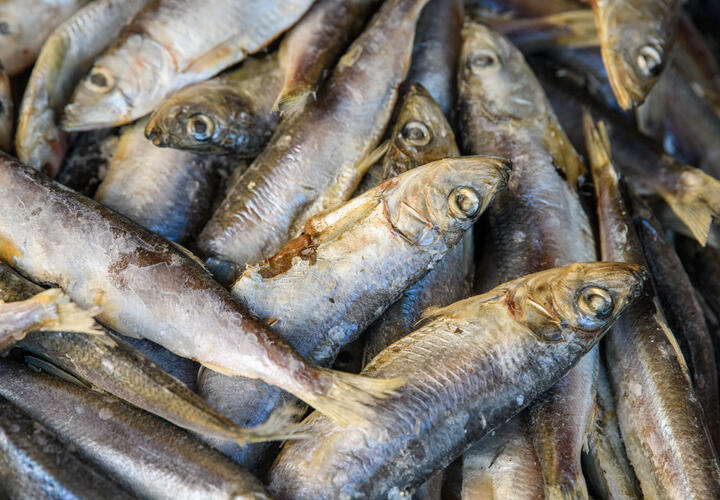 Кильку сомнительного происхождения завезли на Кубань