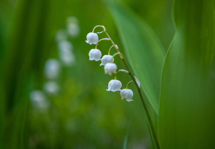 Ядовитые вещества в нежном цветке могут привести к серьёзным проблемам со здоровьем