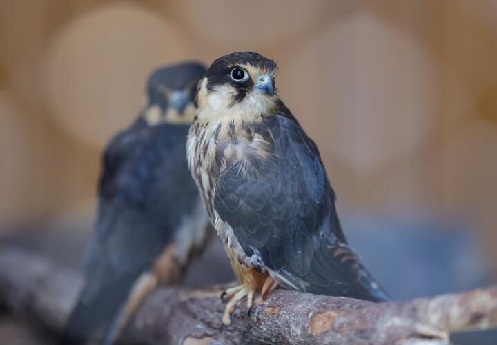Крошечные, но хищные соколы вернулись из Африки в Сочи