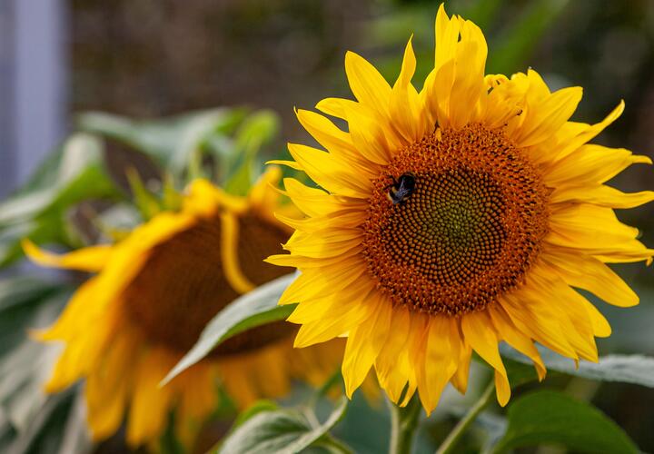 Подсолнухи