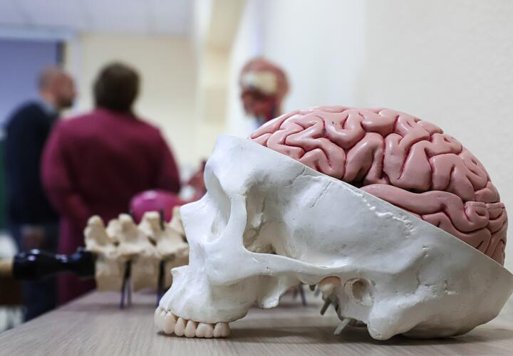 Муляж мозга