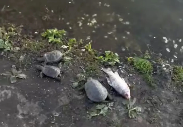 Мёртвыми черепахами и рыбой усеян берег Верхнего Покровского озера. Ситуацию прокомментировали в администрации Краснодара