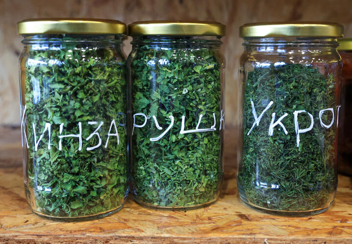 На Кубани уничтожили семена петрушки с зебра-чипом, привезенные из Италии