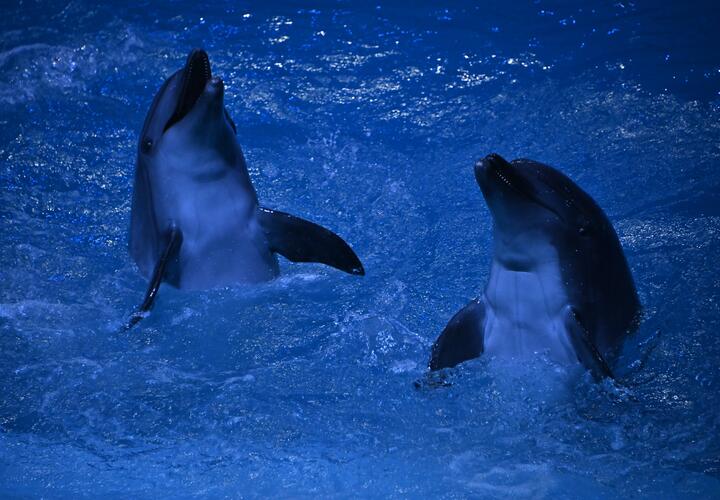 На набережной Новороссийска спасли дельфина, но это не конец истории. Горожан просят присмотреться