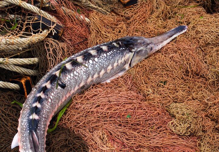 Возбуждено уголовное дело