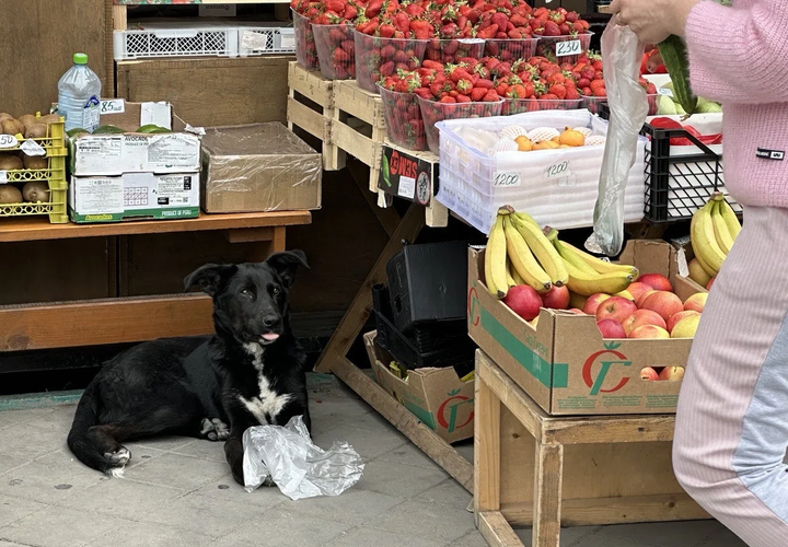 Новороссийск станет примером доброты к животным? В городе хотят установить автоматические кормушки для кошек и собак