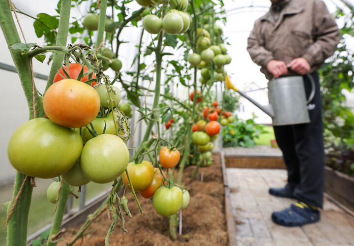 Они кричат, а мы не слышим: чего вы не знали о помидорах