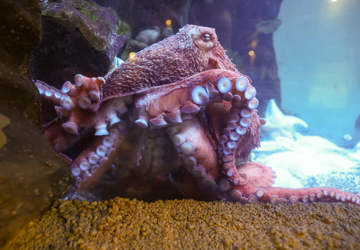 Останки древних гигантских хищников с развитым интеллектом обнаружили ученые в океане